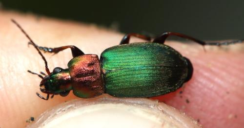 Chlaenius nigricornis
